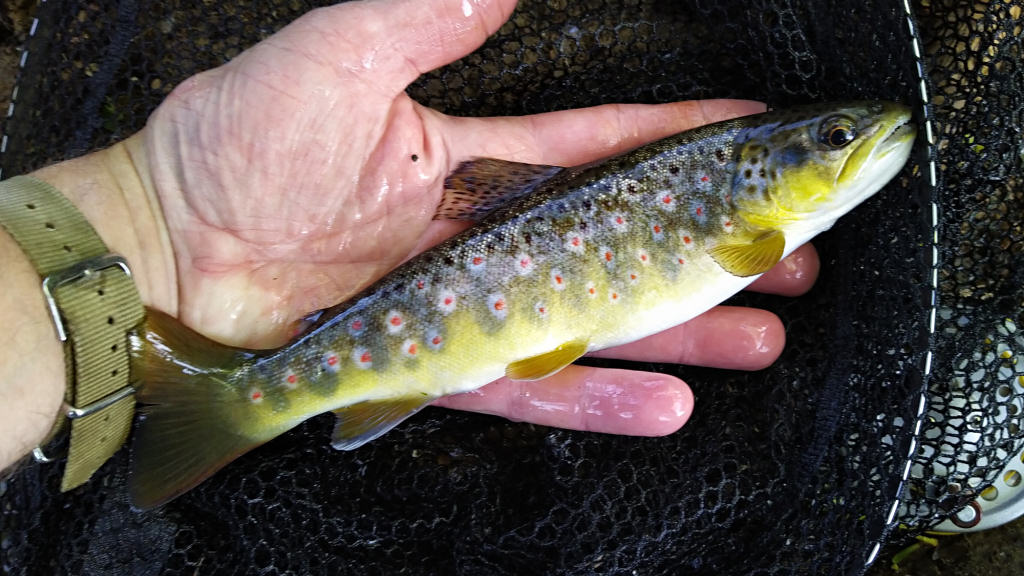 Photo of the fiesty trout